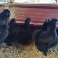 Moroseta nana ornamentali