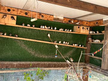 Diamantini e passeri del Giappone