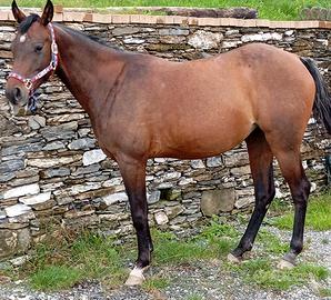 Cavalla quarter horse da passeggiata