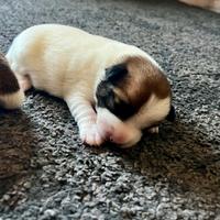 Jack Russell Terrier alta genealogia
