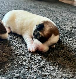 Jack Russell Terrier alta genealogia