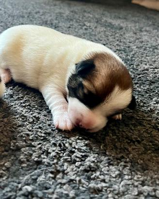 Jack Russell Terrier alta genealogia