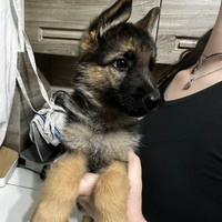 Cucciolo di Pastore Tedesco - German Shepherd