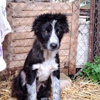 Cucciolo 3 mesi maschio