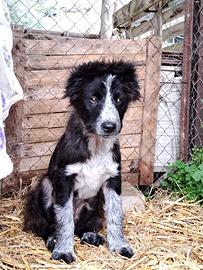 Cucciolo 3 mesi maschio