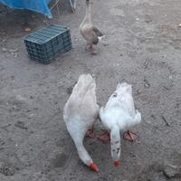 Coppia di oche del campidoglio