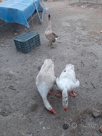 Coppia di oche del campidoglio