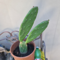 Pianta di cactus