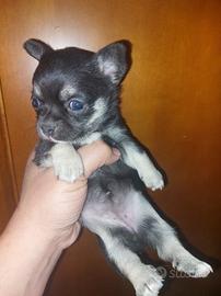 Chihuahua 2 mesi