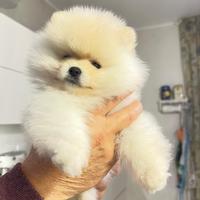 Volpini di Pomerania Spitz nani