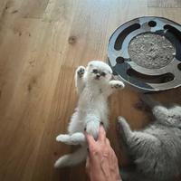 Meravigliosi Scottish fold