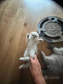 Meravigliosi Scottish fold