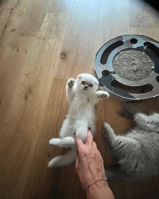 Meravigliosi Scottish fold