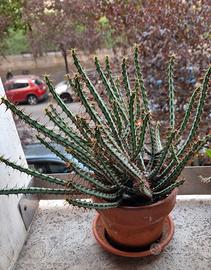 Euphorbia Aeruginosa in vaso di coccio