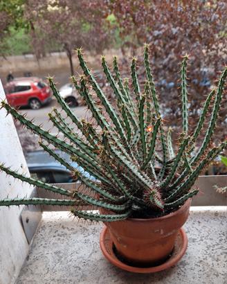 Euphorbia Aeruginosa in vaso di coccio