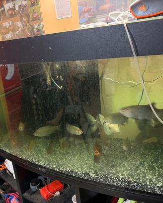 Acquario