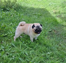 Carlino con Pedigree per monta