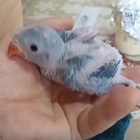 Parrochetti dal collare