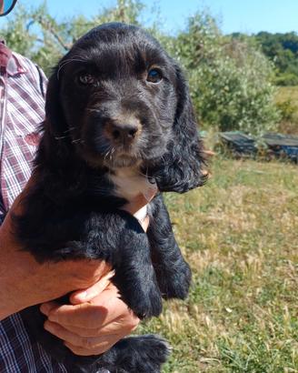 Cocker Spaniel