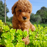 Cucciolo di barbone toy fulvo