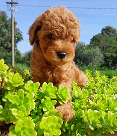 Cucciolo di barbone toy fulvo