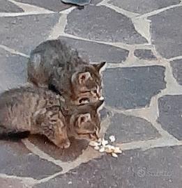 gattini di 2 mesi