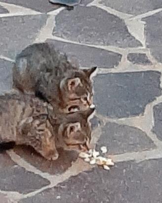 gattini di 2 mesi