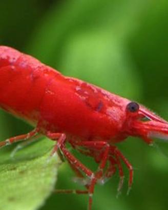 Caridine red cherry