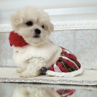 Maltese coreano mini toy
