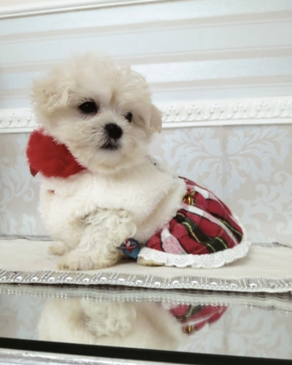 Maltese coreano mini toy