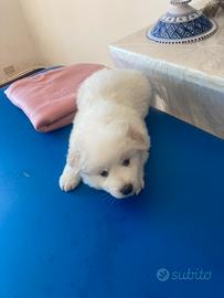 Cucciolo pastore maremmano