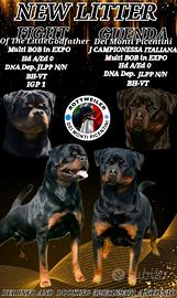Cucciole Di rottweiler con Pedigree