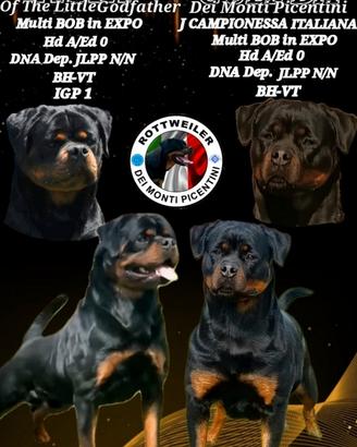 Cucciole Di rottweiler con Pedigree