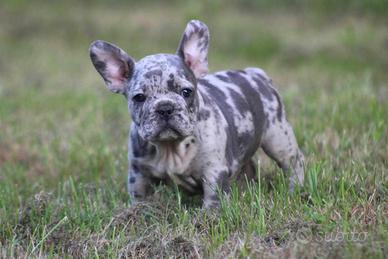 Cuccioli di bulldog francesi merle maschietti