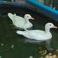 Anatre caroline femmine silver