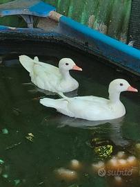 Anatre caroline femmine silver