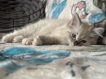 Cucciolo di Ragdoll