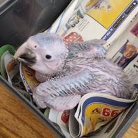 Pullo ara arlecchino