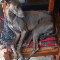 Cuccioli piccolo levriero italiano