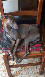 Cuccioli piccolo levriero italiano