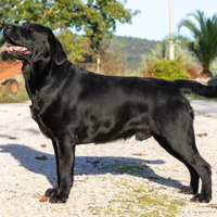 Labrador per monte