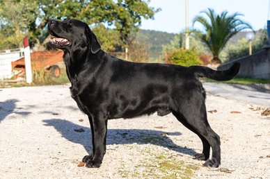 Labrador per monte