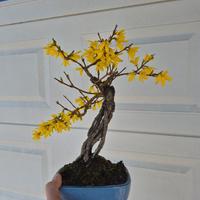 Bonsai di forsythia