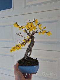 Bonsai di forsythia