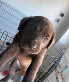 Cuccioli di labrador cioccolato