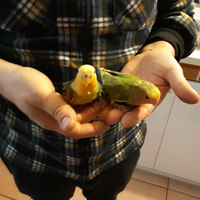 Inseparabili addomesticati