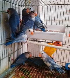 Varie mutazioni inseparabili roseicollis