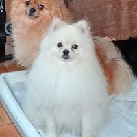 Spitz piccolo
