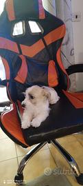 Cucciola jack russell e maltese