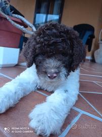 lagotto